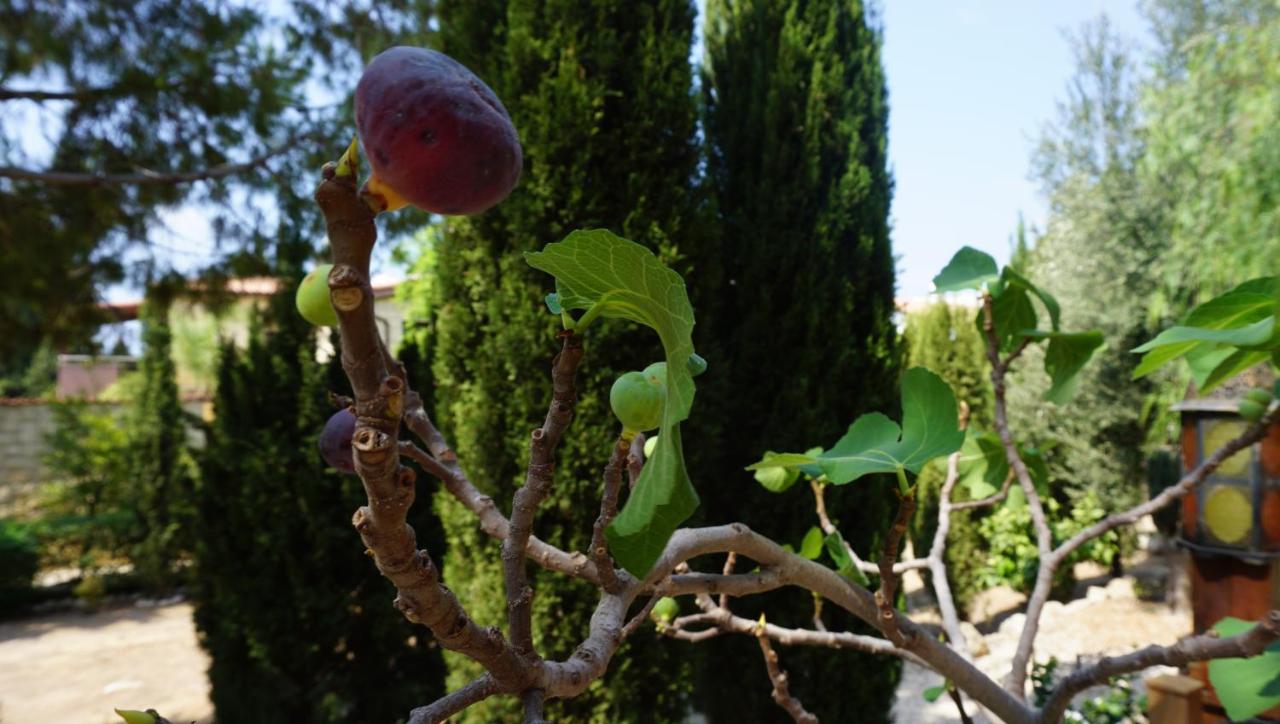 Limnaria Gardens Paphos, Near Beach 외부 사진